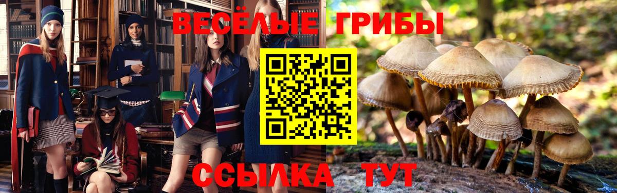 Псилоцибиновые грибы мицелий  Вход с VPN  закладки  Гусь-Хрустальный  Псилоцибиновые грибы мицелий 